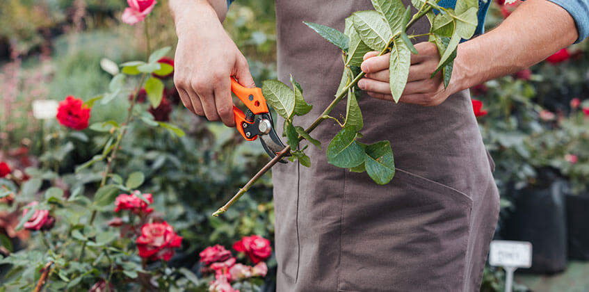 Plant Pruning Services