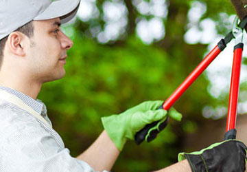 Pruning Services in Green Bay, WI